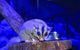 Kuranda Koala Gardens And Birdworld Admission Tickets - thumb 4