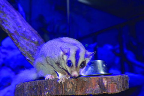 Kuranda Koala Gardens And Birdworld Admission Tickets - Accommodation Bookings 4