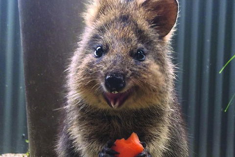 Kuranda Koala Gardens And Birdworld Admission Tickets - Accommodation Bookings 2