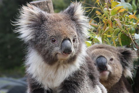 Kuranda Koala Gardens And Birdworld Admission Tickets - Accommodation Bookings 0