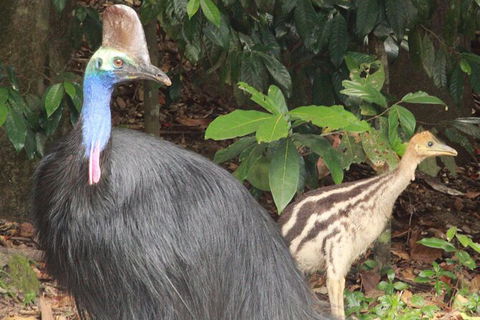 Kuranda Riverboat Sightseeing Cruise - Accommodation Bookings 6