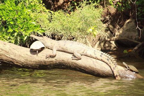Kuranda Riverboat Sightseeing Cruise - Accommodation Bookings 2