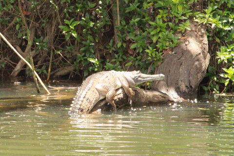 Kuranda Riverboat Sightseeing Cruise - Accommodation Bookings 12