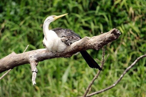 Kuranda Riverboat Sightseeing Cruise - Accommodation Bookings 8