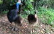 Kuranda Riverboat Sightseeing Cruise - thumb 5