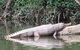 Kuranda Riverboat Sightseeing Cruise - thumb 10