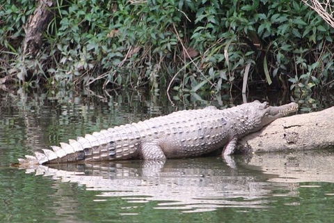 Kuranda Riverboat Sightseeing Cruise - Accommodation Bookings 10