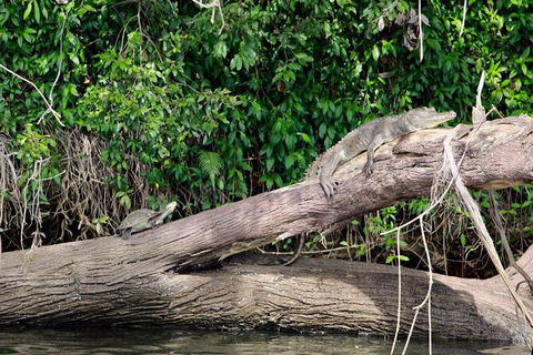 Kuranda Riverboat Sightseeing Cruise - Accommodation Bookings 11
