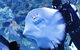 Cairns Aquarium And Small Group City Sightseeing Tour - thumb 1