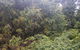 Historic Village Herberton And Tableland Tour - thumb 1