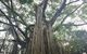 Historic Village Herberton And Tableland Tour - thumb 5
