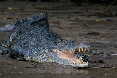 Daintree Afternoon Nocturnal Nature And Wildlife Tour - Accommodation Bookings 4