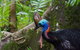 Daintree Afternoon Nocturnal Nature And Wildlife Tour - thumb 0