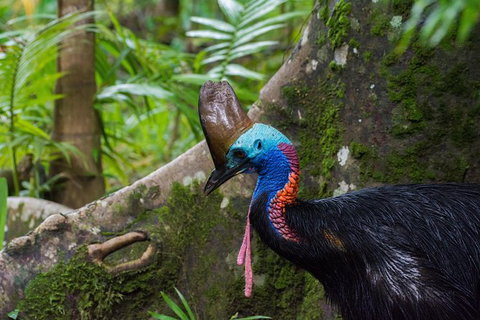 Daintree Afternoon Nocturnal Nature And Wildlife Tour - Accommodation Bookings 0