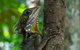 Daintree Afternoon Nocturnal Nature And Wildlife Tour - thumb 1