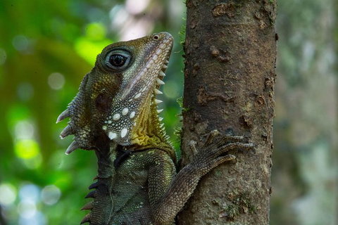 Daintree Afternoon Nocturnal Nature And Wildlife Tour - Accommodation Bookings 1