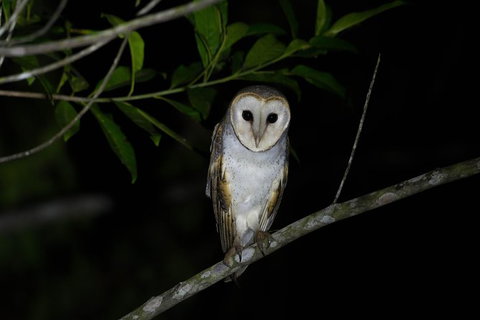 Daintree Afternoon Nocturnal Nature And Wildlife Tour - Accommodation Bookings 10