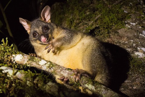 Daintree Afternoon Nocturnal Nature And Wildlife Tour - Accommodation Bookings 7