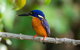 Daintree Afternoon Nocturnal Nature And Wildlife Tour - thumb 2