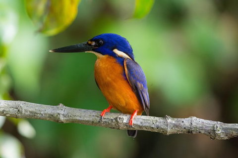 Daintree Afternoon Nocturnal Nature And Wildlife Tour - Accommodation Bookings 2