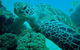 Gold Coast Try-Scuba Experience At Cook Island Aquatic Reserve - thumb 11