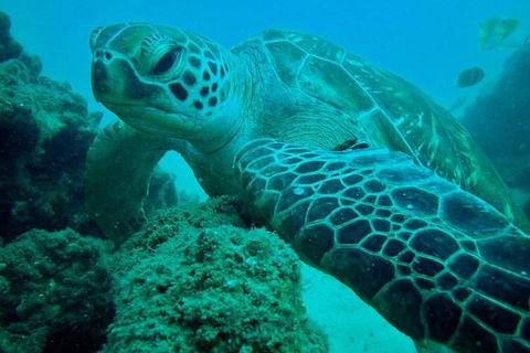 Gold Coast Try-Scuba Experience At Cook Island Aquatic Reserve - Accommodation Bookings 11
