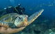 Gold Coast Try-Scuba Experience At Cook Island Aquatic Reserve - thumb 6