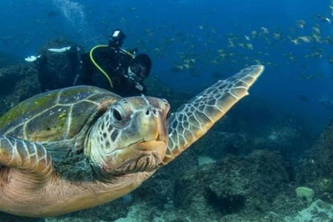 Gold Coast Try-Scuba Experience At Cook Island Aquatic Reserve - Accommodation Bookings 6