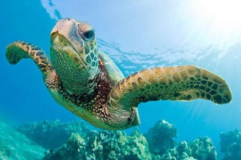 Gold Coast Try-Scuba Experience At Cook Island Aquatic Reserve - Accommodation Bookings 1