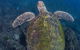 Gold Coast Try-Scuba Experience At Cook Island Aquatic Reserve - thumb 8
