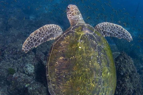Gold Coast Try-Scuba Experience At Cook Island Aquatic Reserve - Accommodation Bookings 8