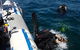 Gold Coast Try-Scuba Experience At Cook Island Aquatic Reserve - thumb 5