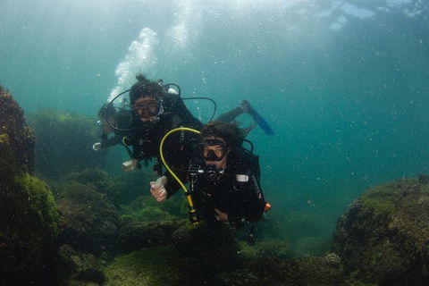 Gold Coast Try-Scuba Experience At Cook Island Aquatic Reserve - Accommodation Bookings 4