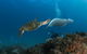 Gold Coast Try-Scuba Experience At Cook Island Aquatic Reserve - thumb 0