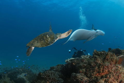 Gold Coast Try-Scuba Experience At Cook Island Aquatic Reserve - Accommodation Bookings 0