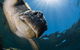 Gold Coast Try-Scuba Experience At Cook Island Aquatic Reserve - thumb 10