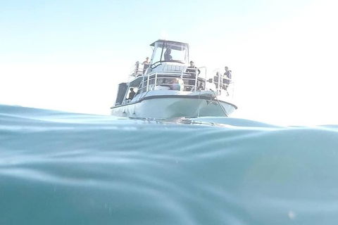 Gold Coast Try-Scuba Experience At Cook Island Aquatic Reserve - Accommodation Bookings 7