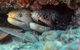 Gold Coast Try-Scuba Experience At Cook Island Aquatic Reserve - thumb 9