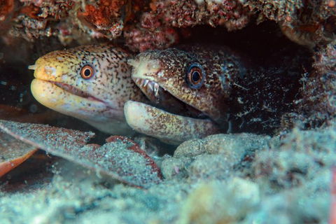 Gold Coast Try-Scuba Experience At Cook Island Aquatic Reserve - Accommodation Bookings 9