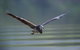 Daintree River Sunset Cruise - thumb 9