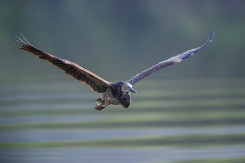 Daintree River Sunset Cruise - Accommodation Bookings 9
