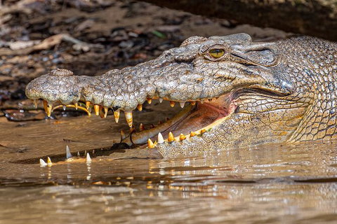 Daintree River Sunset Cruise - Accommodation Bookings 6