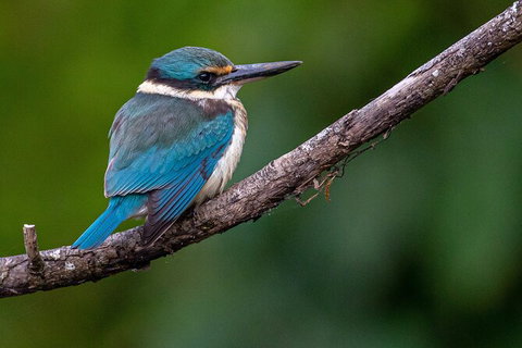 Daintree River Sunset Cruise - Accommodation Bookings 5