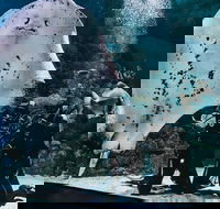 Cairns Aquarium Dive with the Sharks - Accommodation Bookings