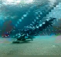 Learn To Scuba Dive 4 Day Great Barrier Reef PADI Open Water Course Day Trips - Accommodation Bookings
