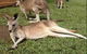 Kuranda Day Tour, TKS-RFS GRAND GOLD PLUS 0930 - thumb 2