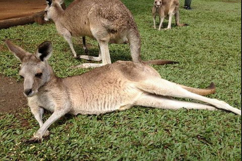 Kuranda Day Tour, TKS-RFS GRAND GOLD PLUS 0930 - Accommodation Bookings 2