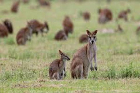 Waterfall And Wallabies Sighting Tour - Accommodation Bookings 1