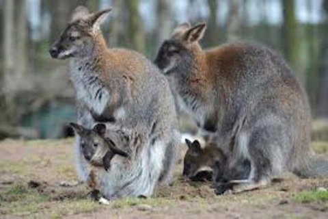 Waterfall And Wallabies Sighting Tour - Accommodation Bookings 3