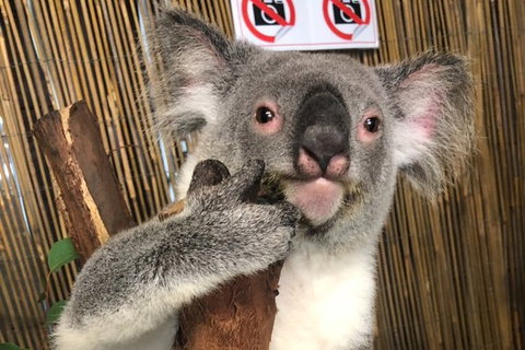 Kuranda Tour Deluxe Course With Kuranda 3 Zoos - Accommodation Bookings 5